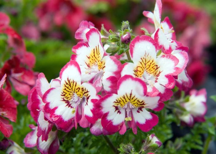 250 Butterfly Flower Seeds (Schizanthus wisetonensis) - Semi-Wild Permaculture