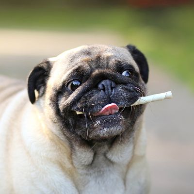8w1 Pro Dental Twist Sticks