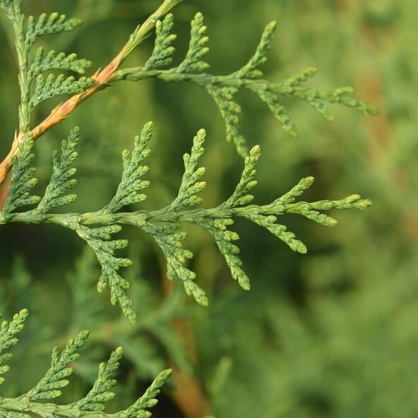 Thuja Brabant arborvitae φράκτης, 10 μ
