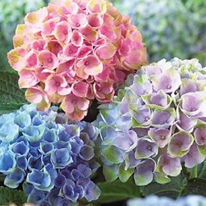 3 X HORTENSIAS EN LOT ARBUSTE A FEUILLES CADUQUES PLANTE VIVACE EN POT