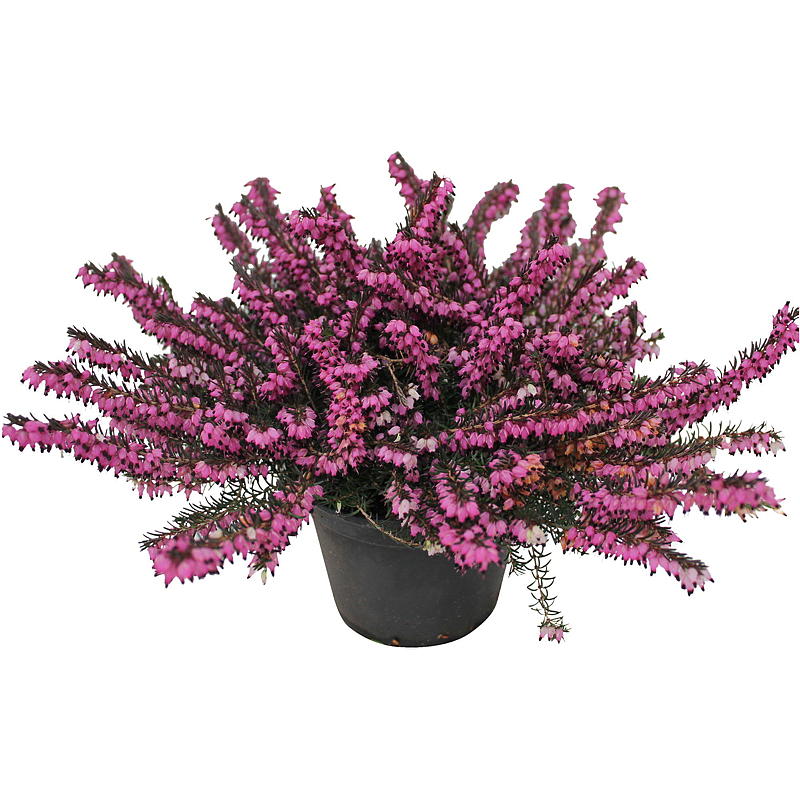 Calluna Hagejenter 11 cm