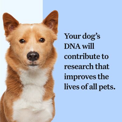 Prueba de ADN para descubrir la raza de tu perro Wisdom Panel™