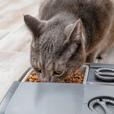 PetSafe® Automatischer 2-Mahlzeiten-Futterautomat für Haustiere