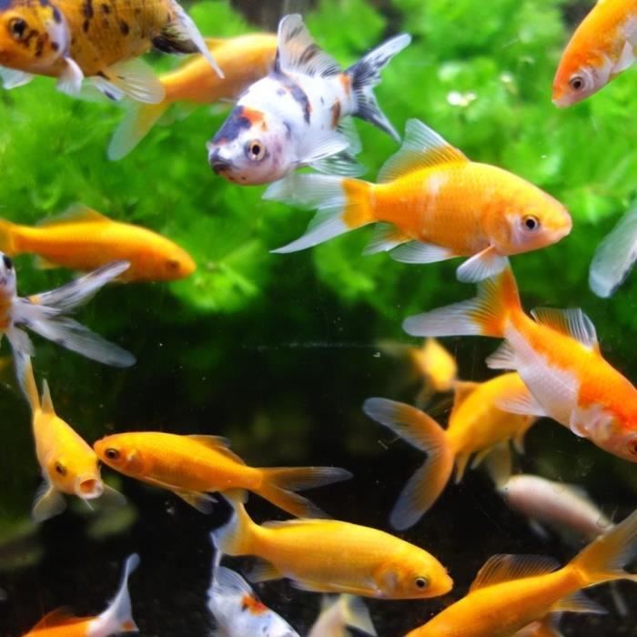 Aquariummagneet Glasreiniger - AIMÉ - 10cm