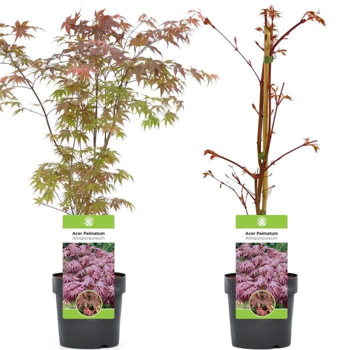 1 x Arce japonés púrpura (Acer 'Atropurpureum') - Arbusto de jardín en maceta