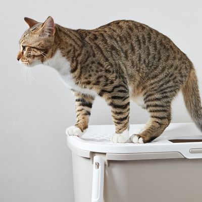 Savic Hop In Katzentoilette