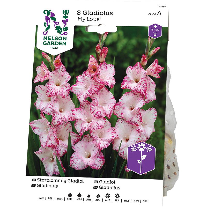 Gladiolo grande blu del giardino Nelson, My Love, bianco/rosa