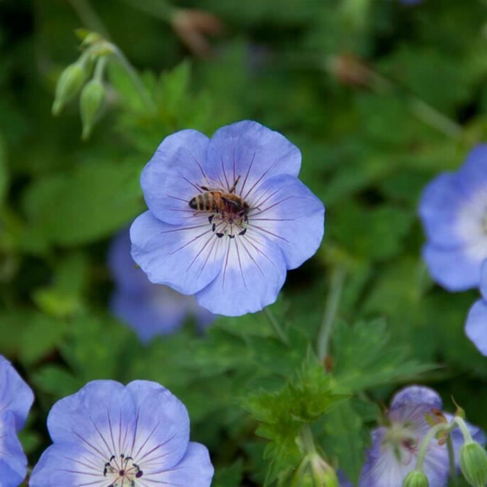 6 geranios 'Johnson's Blue' - Geranio de sangre - Perenne - Fácil de cuidar - Diámetro: 9 cm - Altura: 10-15 cm