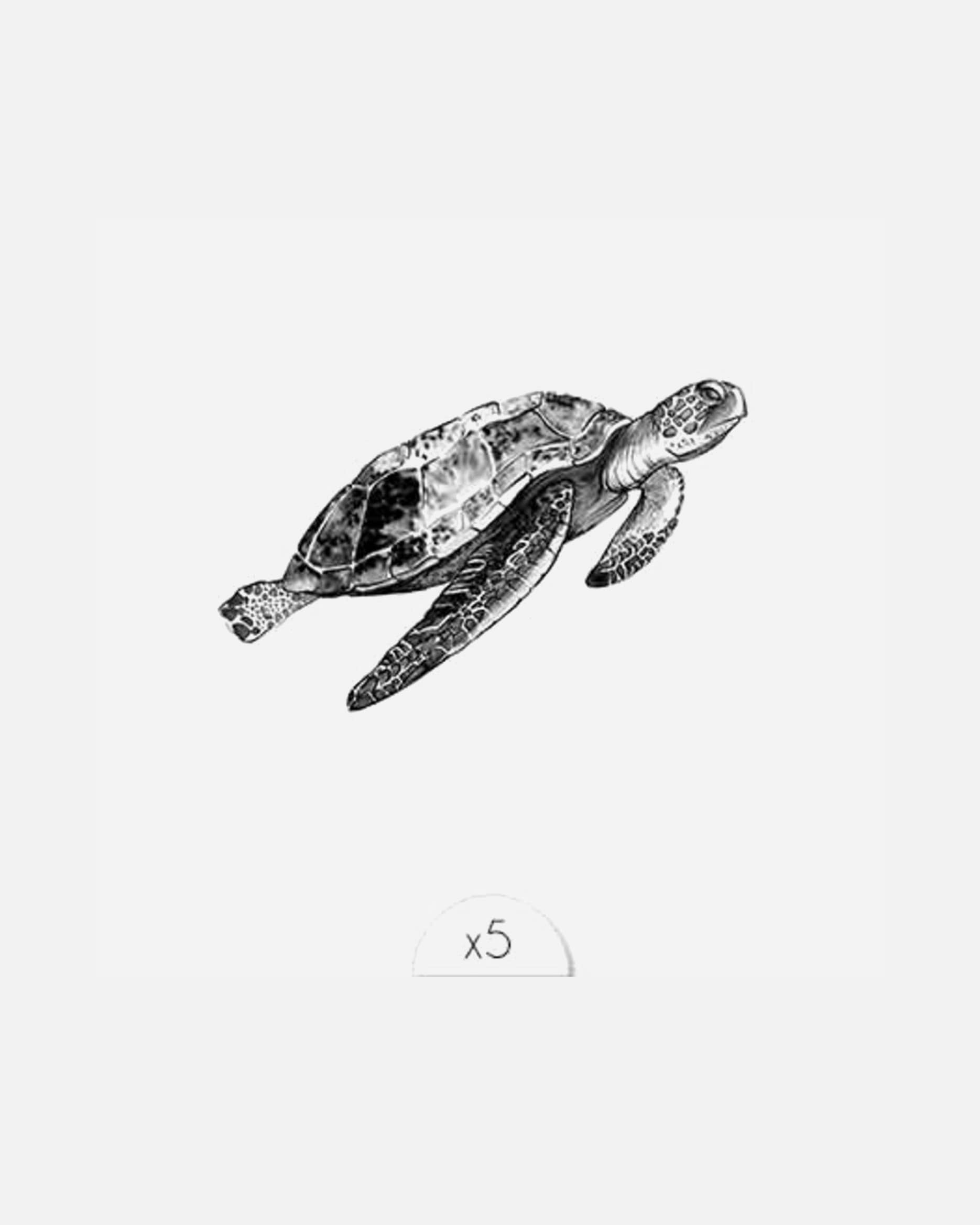 Sioou Tortue