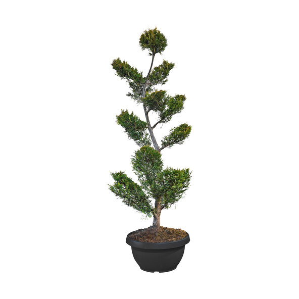Bonsai de chiparos Leyland