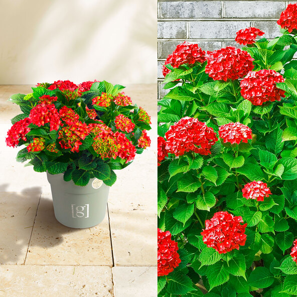 Hortensie cu frunze mari, mărime mare, roșie