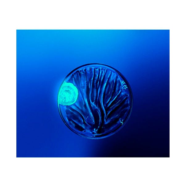 Force Supreme Blue szérum| 50ML