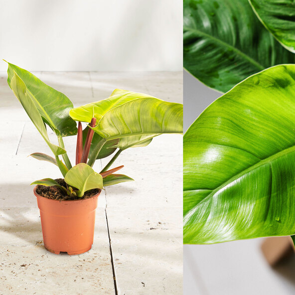 Filodendron Verde Imperial