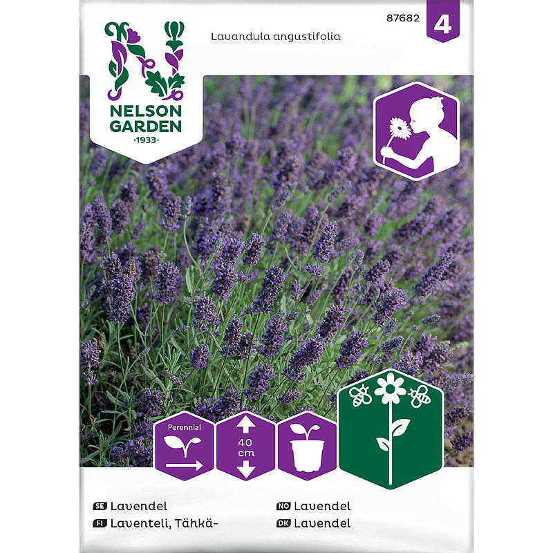 graines de lavande de jardin Nelson