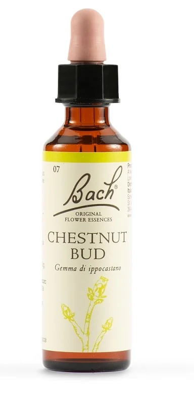 SCHWABE Schwabe Bachblüten 07 Kastanienknospentropfen 20 ml