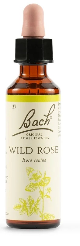 SCHWABE Schwabe Bachbloesems 36 druppels wilde roos 20 ml