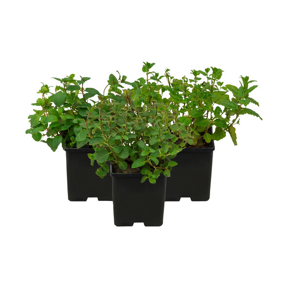 Gartenminzen-Trio Club Cuba-Mentha