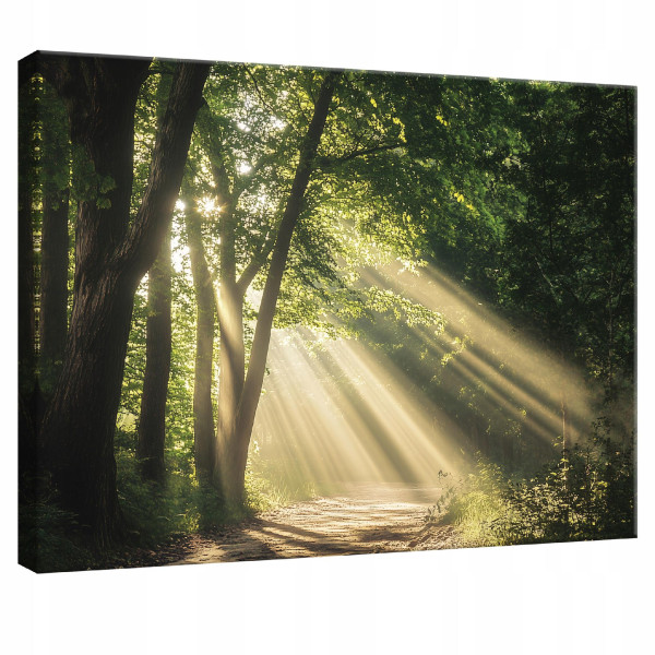 Obraz Na Płótnie Ścianę Las Natura Drzewa Do Sypialni Salonu Kuchni 60X40