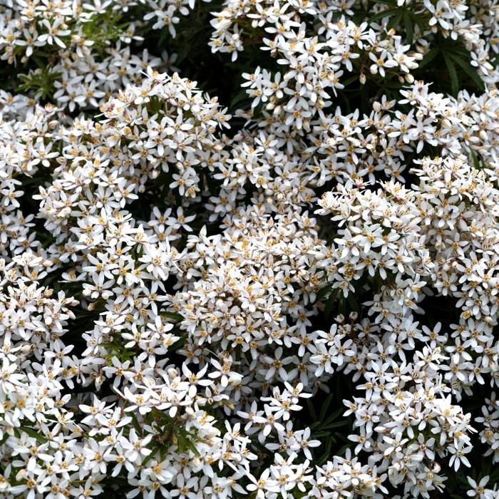 Flor de naranjo mexicana - Choisya Ternata White Dazzler 30cm