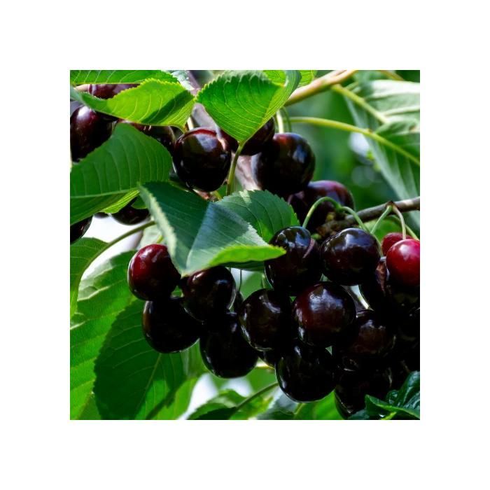 Árbol frutal - SCHRAMAS - Cerezo Burlat - Floración primaveral - Fruto rojo jugoso - Pleno sol