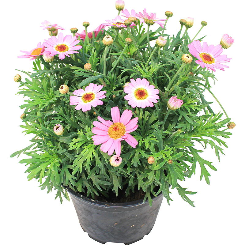 Margueritfarvet P12, argyrantemum