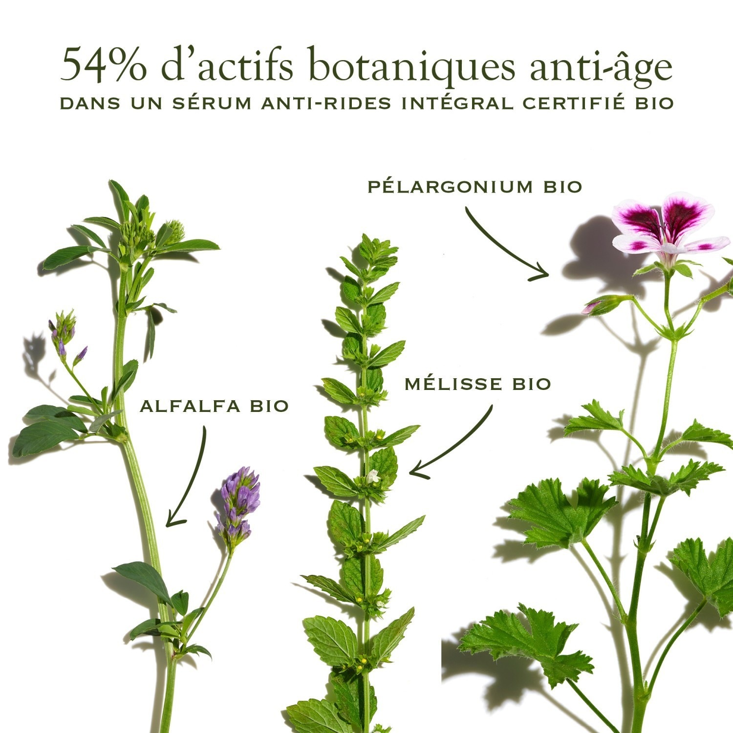 Sanoflore Absolu merveilleux