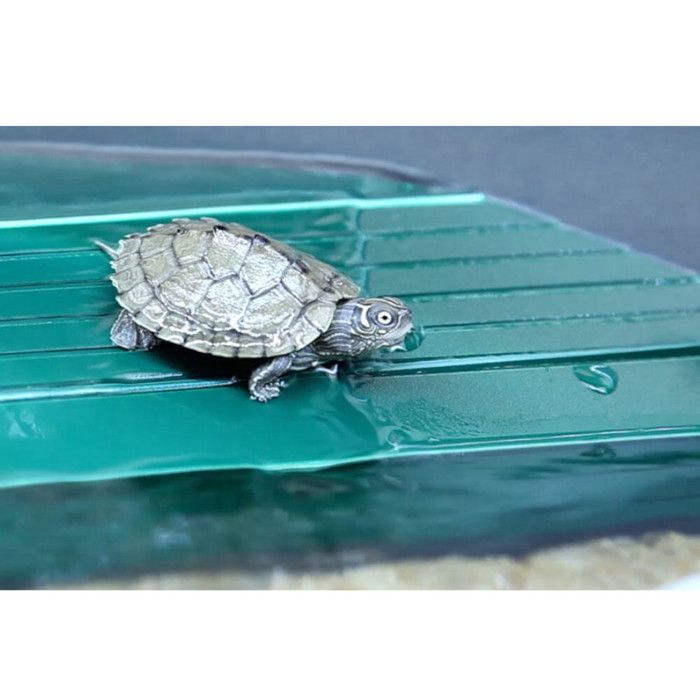 Aquarium pour tortues d'eau - Aquatlantis - Tortum - Noir - 104x40x30cm - Filtre