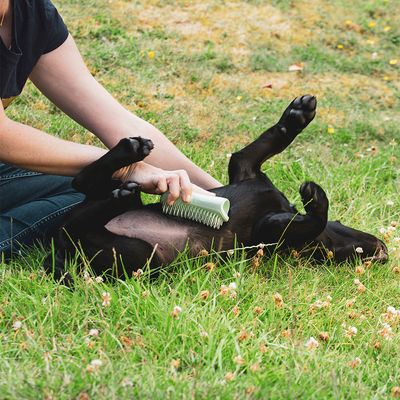 Pet Teezer Welpenbürste