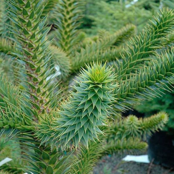 Araucaria du Chili - Araucaria araucana 15/20cm Pot 2,5L