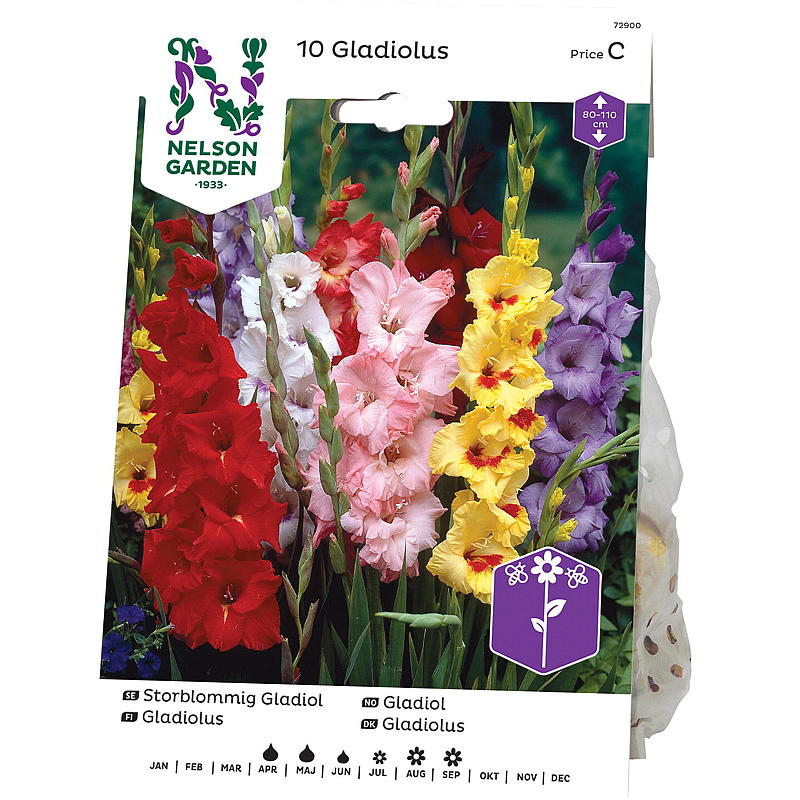 Nelson Garden Gladiolus Suuri sininen sekoitettu väri