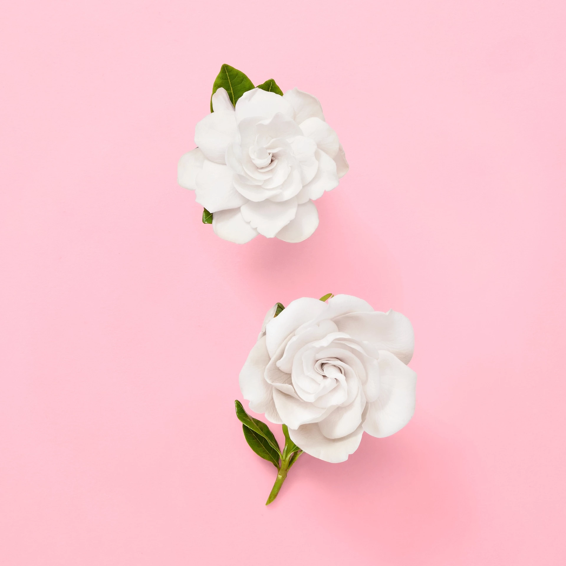 Flora Gorgeous Gardenia EdP 50 ml - Gucci