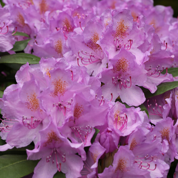 Rododendron hibrid, liliac