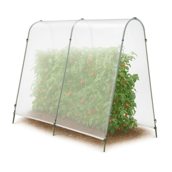 Estufa de tomates com lona