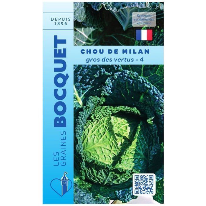 Seed - Savoy cabbage, large variety of virtues - 4
