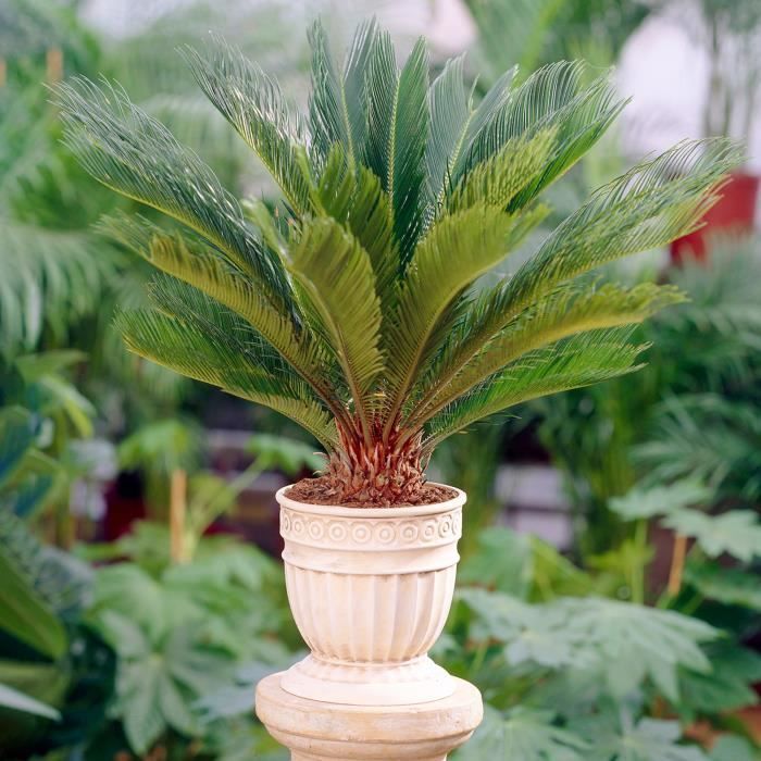 Cycas Revoluta perenne - Palma sagú | Planta para el hogar o la oficina (30 a 40 cm incluyendo la maceta)