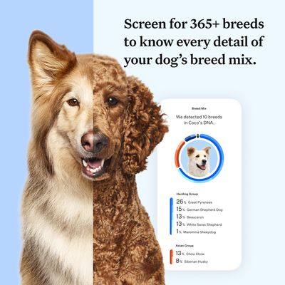 Wisdom Panel™ Essential Hunde-DNA-Test
