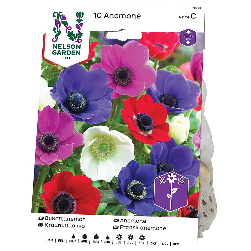 Anémona de jardín Nelson, individual, colores mezclados