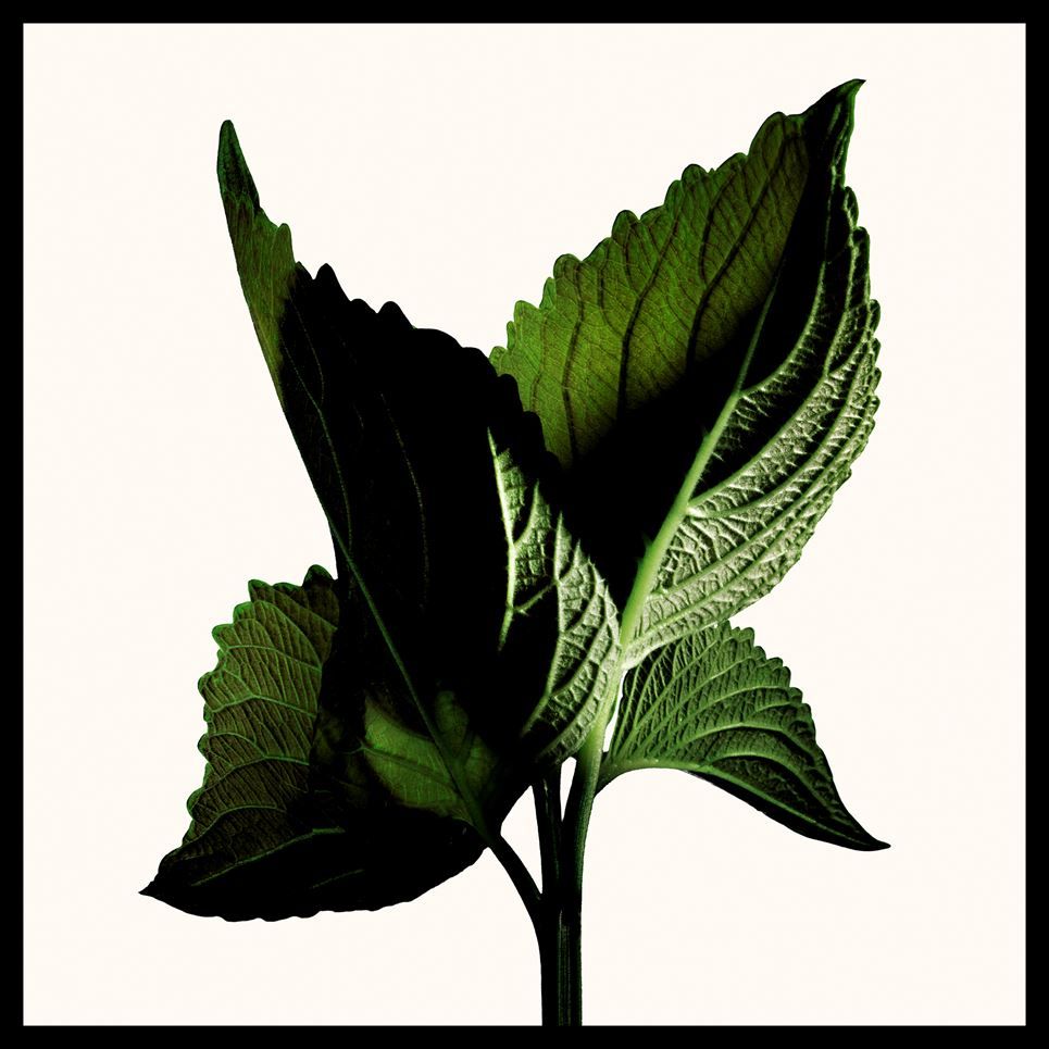 „Black Orchid Reserve“ kvepalai moterims 
