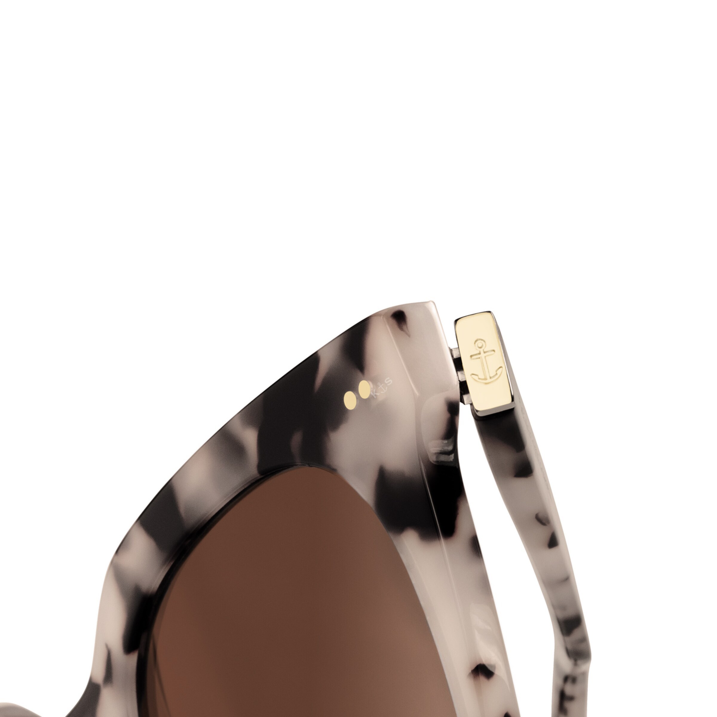 Tortue brune des sables de Florence