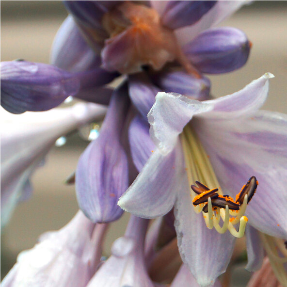 Σετ 3 τεμαχίων Hosta „Schattenzauber“