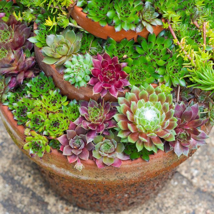 Sempervivum Mix - 5 plants | Hen & Chicks indoor succulents | 5-15cm with pot