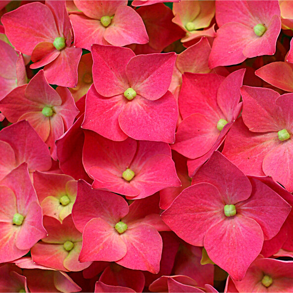 Ορτανσία Bigleaf King Size Pink