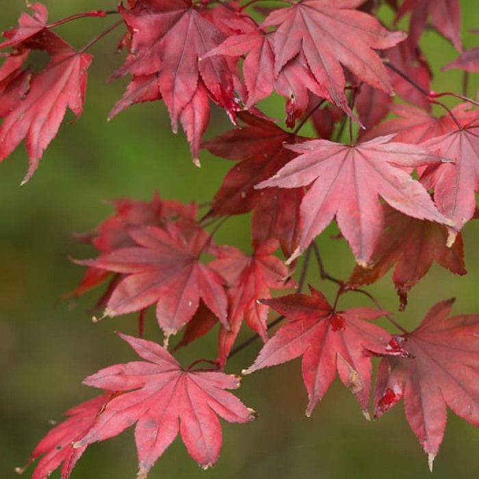 1 x Arce japonés púrpura (Acer 'Atropurpureum') - Arbusto de jardín en maceta