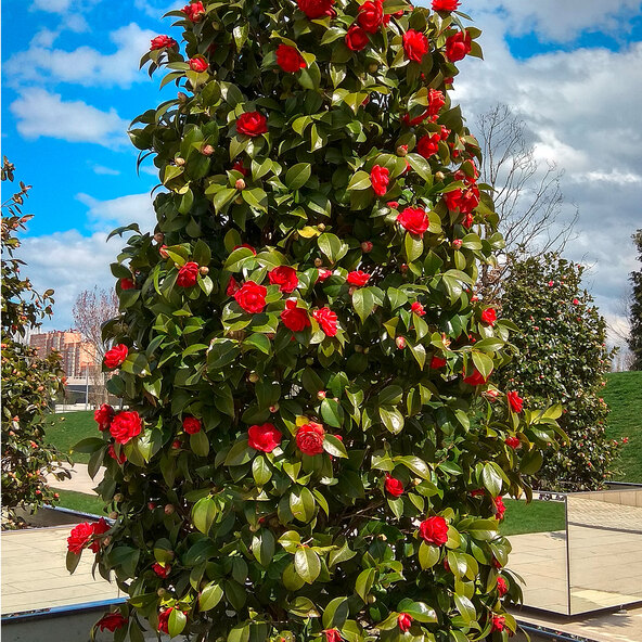 Garten-Kamelie Romantisk Dam