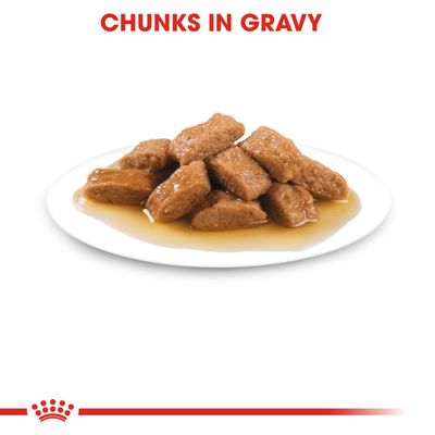 Royal Canin taglia media per adulti in salsa