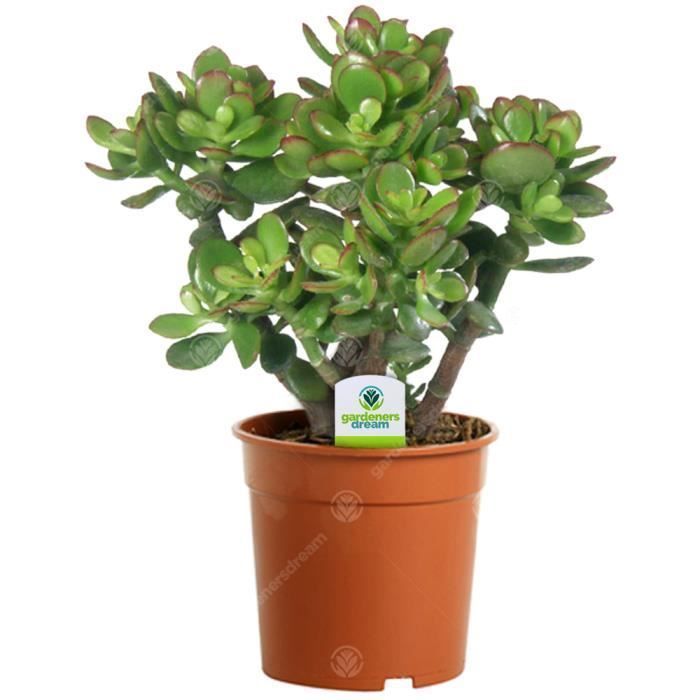 Jade Plant - Crassula Ovata - 1 Ornamental Indoor Plant for Home or Office