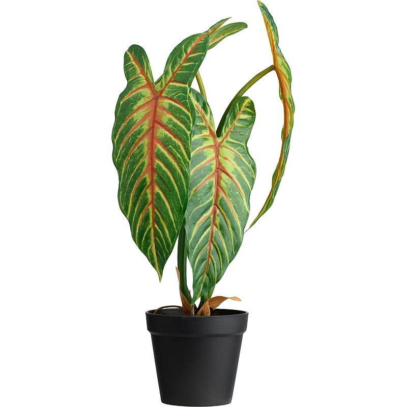 Hjem Xanthosoma plante 50 cm kunstig