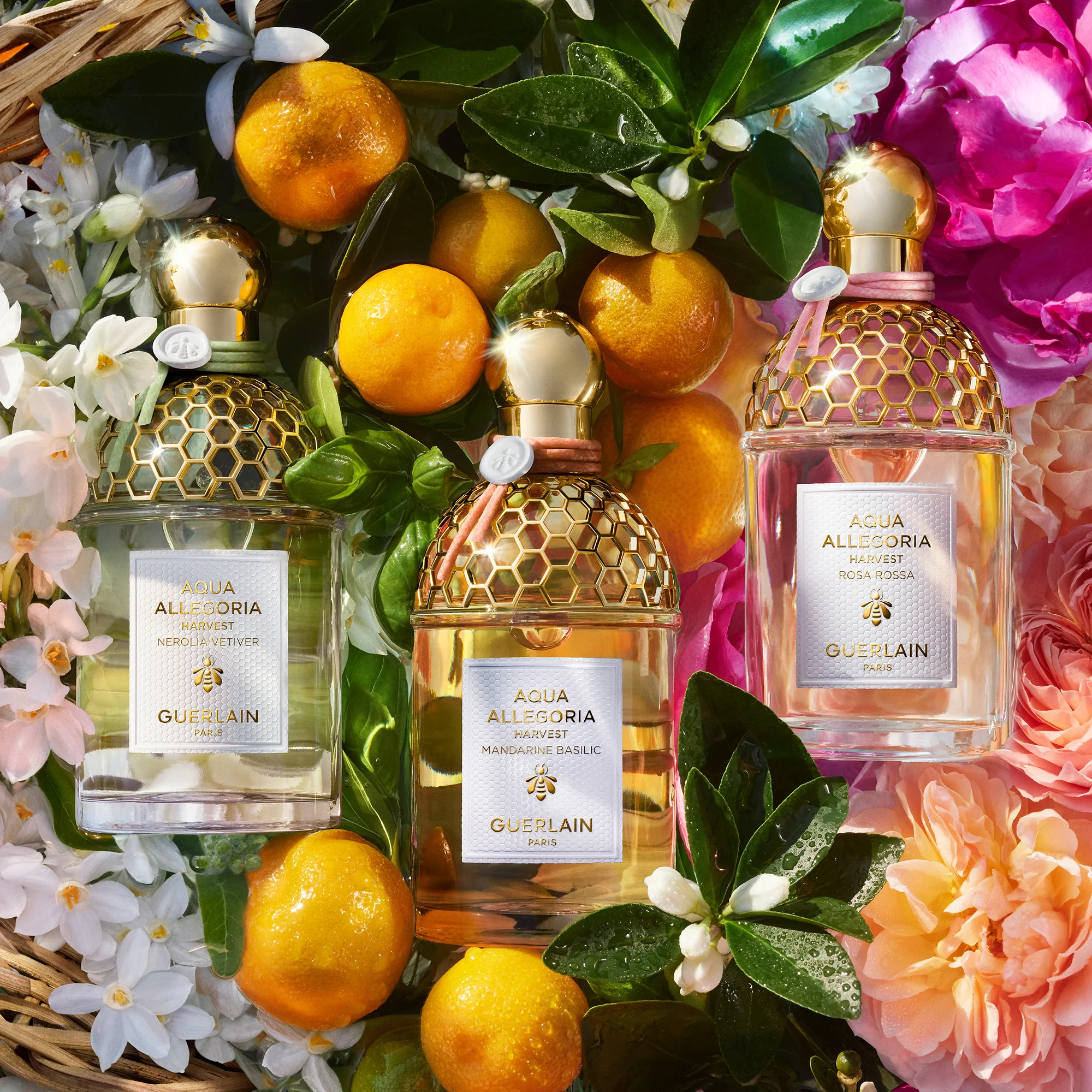 Aqua Allegoria Nerolia Vetiver Harvest - Eau de Toilette