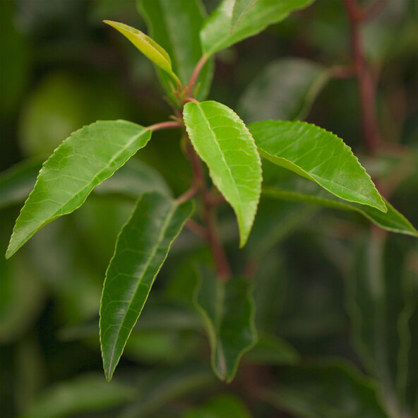 Kirschlorbeer Angustifolia, zestaw 3 sztuk