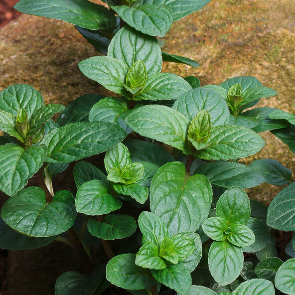 Gartenminzen-Trio Club Cuba-Mentha